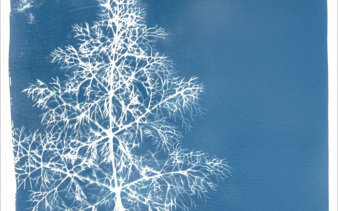 Demian Cabaud – Seiva – Review