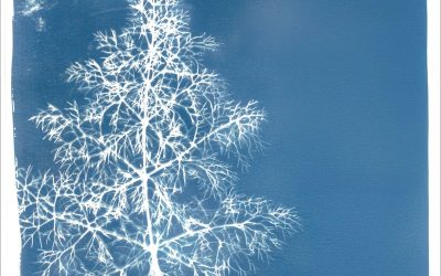 Demian Cabaud – Seiva – Review